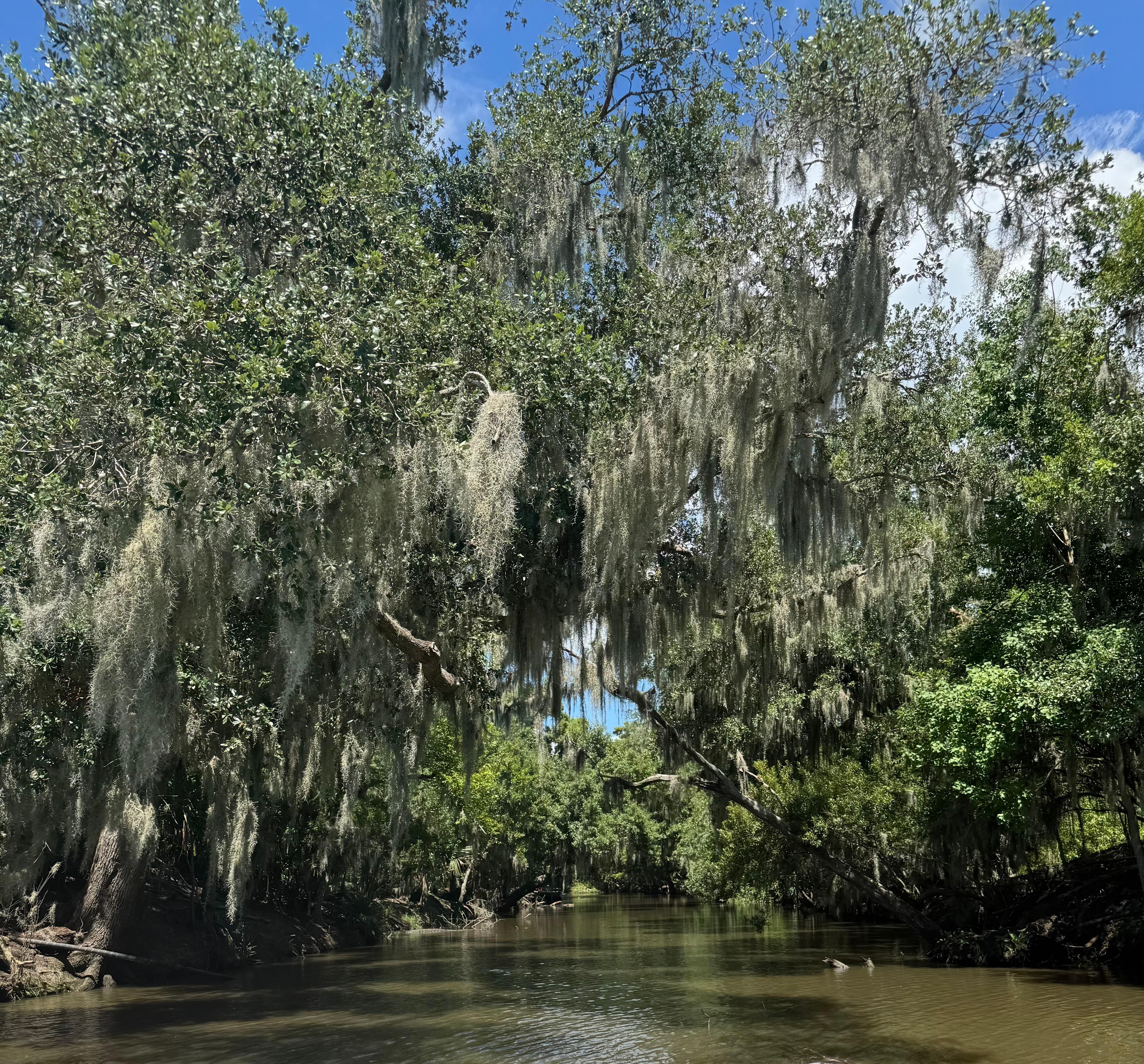 Swamp tour