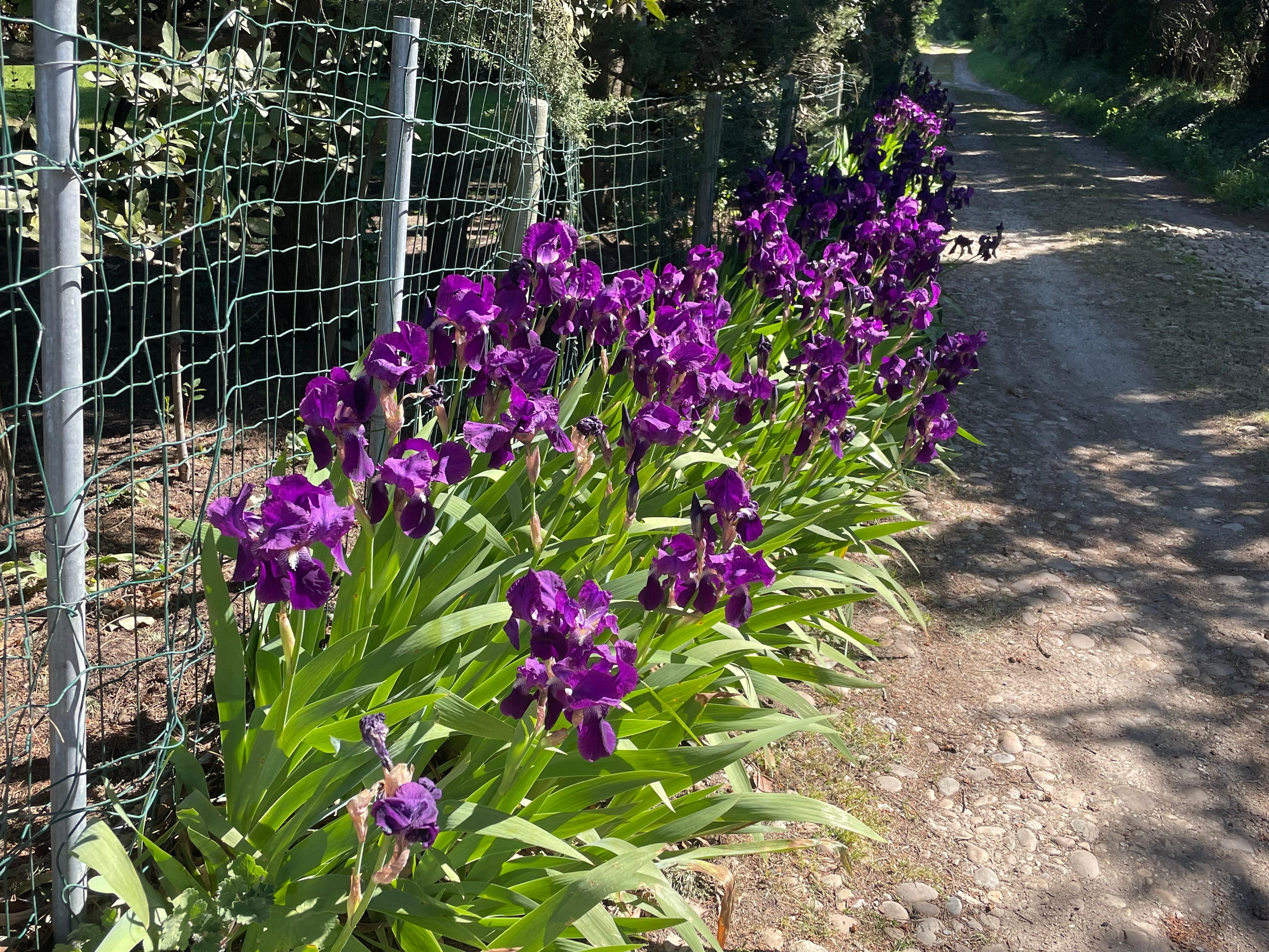 Chemin derrière la maison