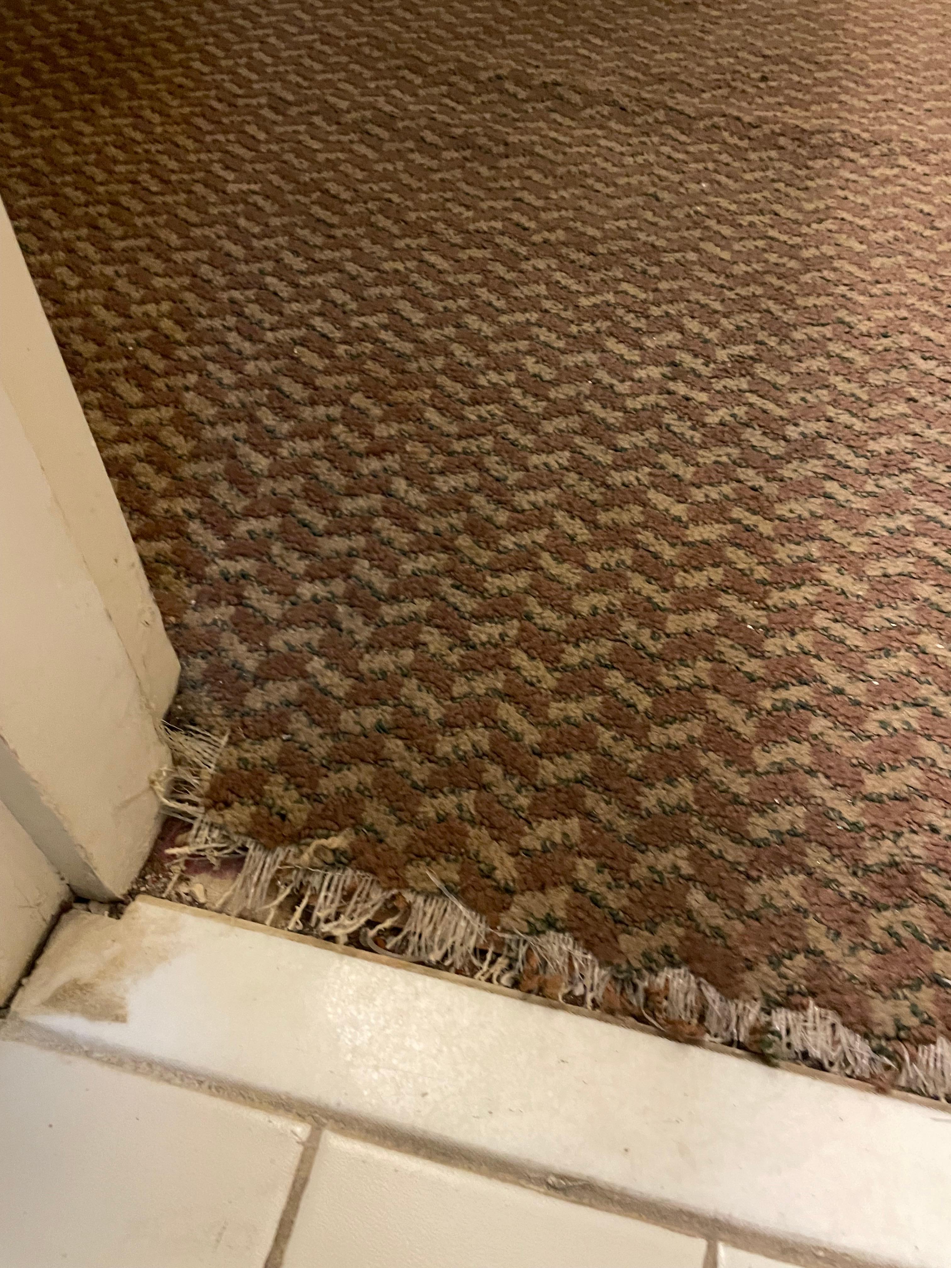 Tattered bug infested carpet 