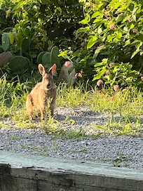 She showed up at the patio
