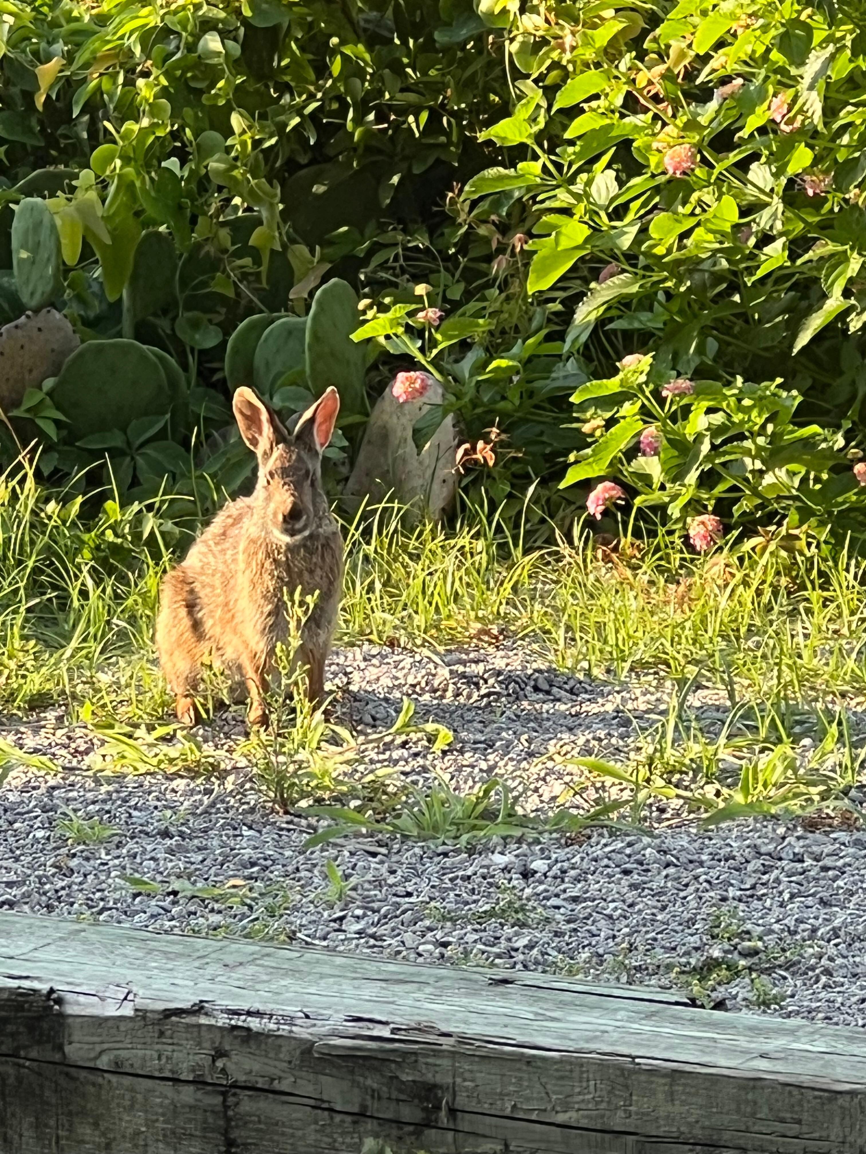 She showed up at the patio