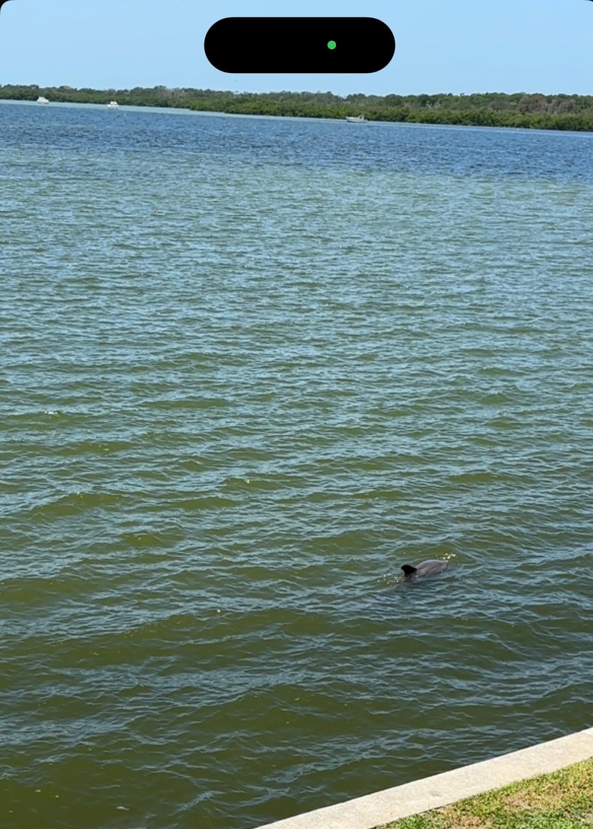 Dolphin