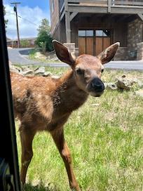 Had this visitor peek in our window!!