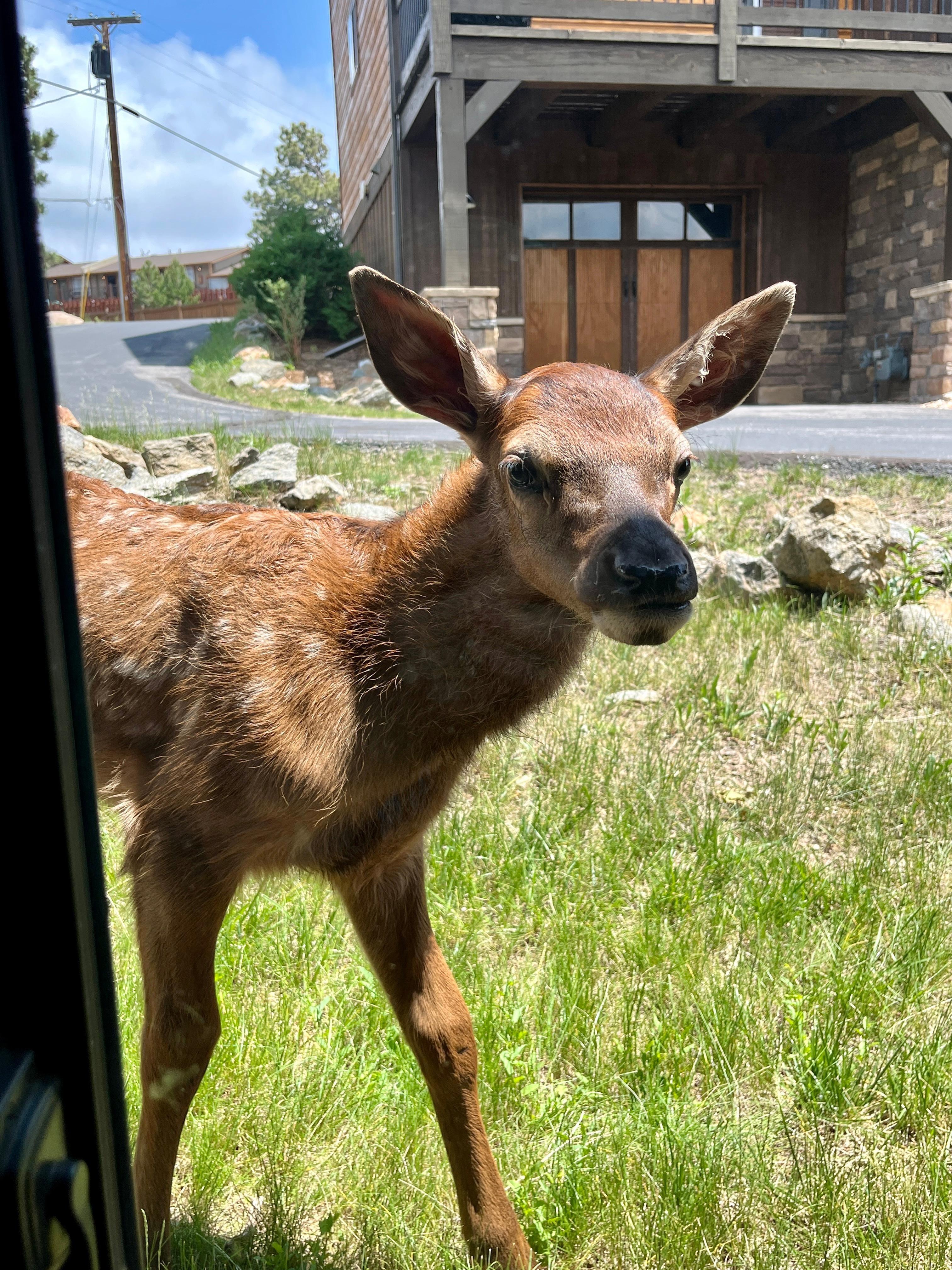 Had this visitor peek in our window!!