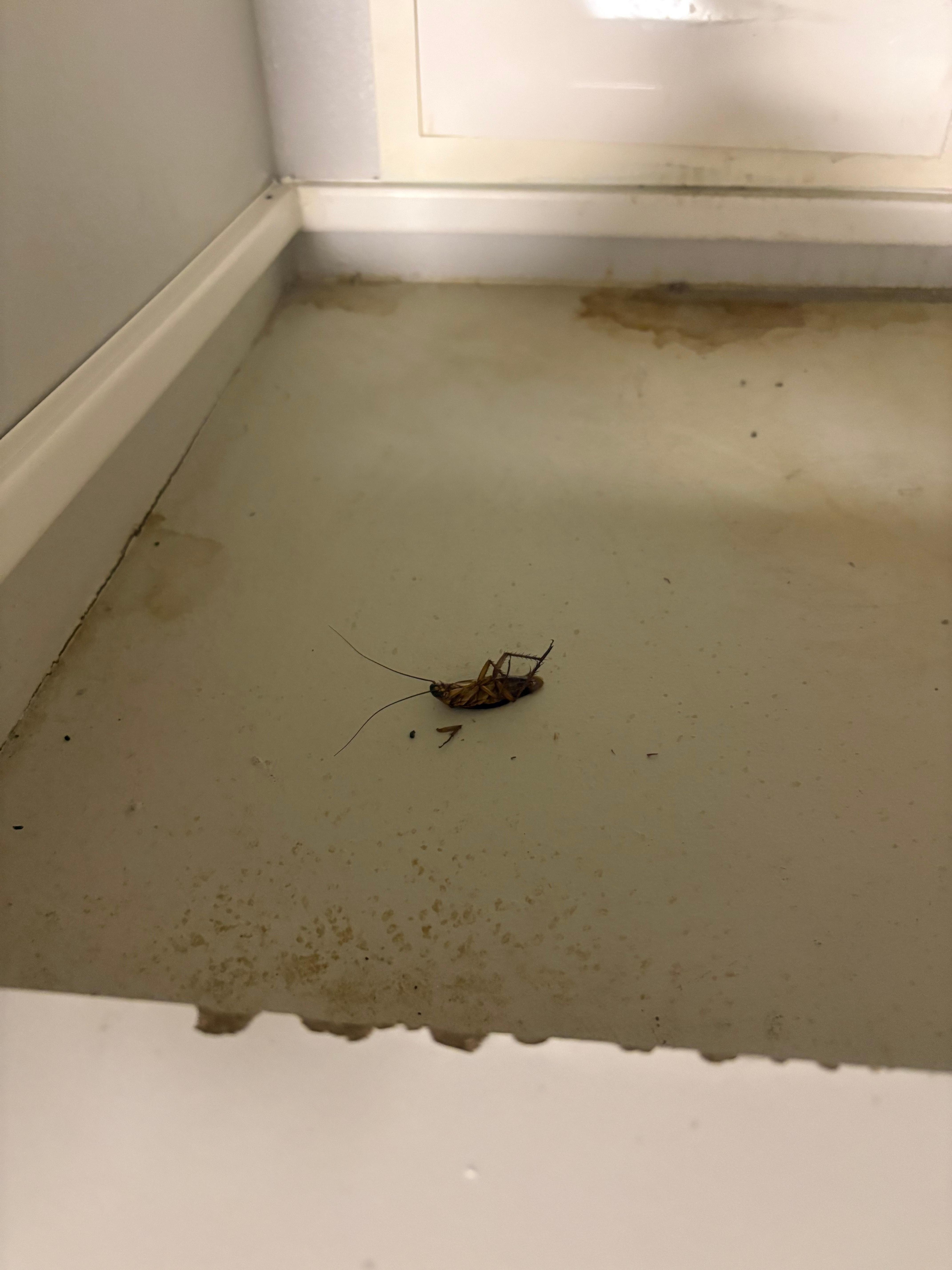 voilà un symbole de la propreté de cet appartement 