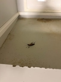 voilà un symbole de la propreté de cet appartement