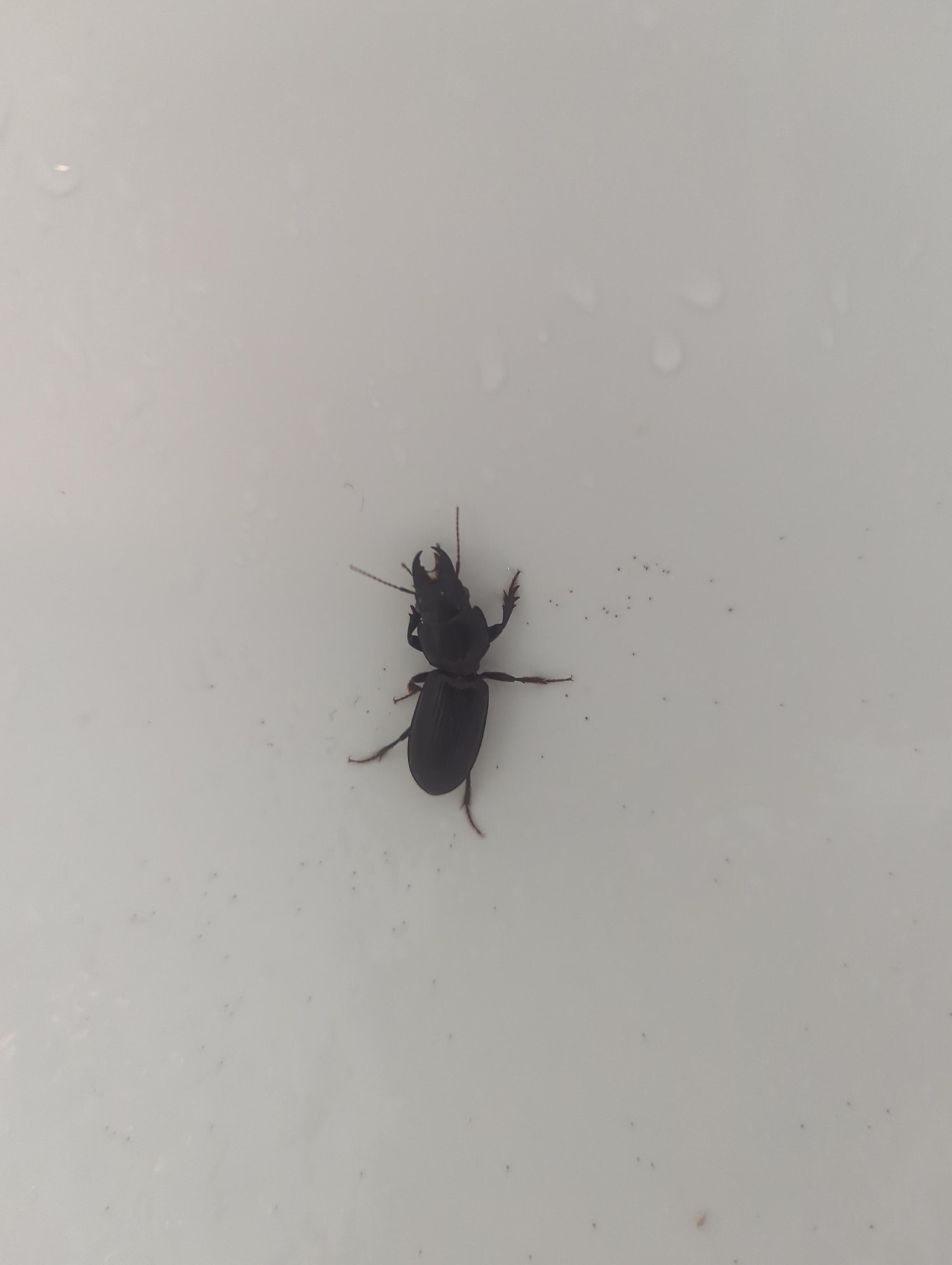 Watch out for water bugs on the stairs & boardwalk and Beatles. This beatle was in the bathtub.