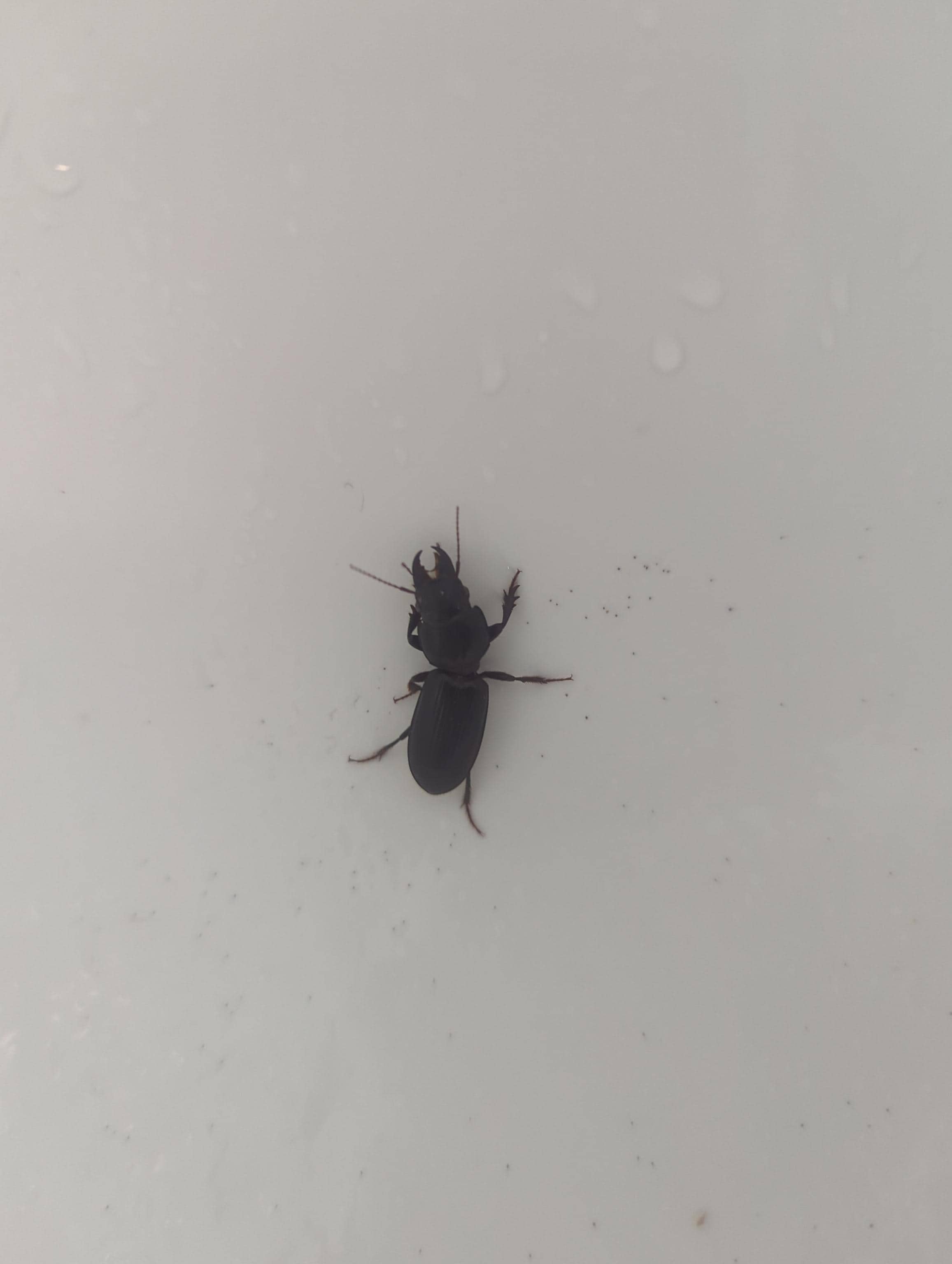 Watch out for water bugs on the stairs & boardwalk and Beatles. This beatle was in the bathtub.