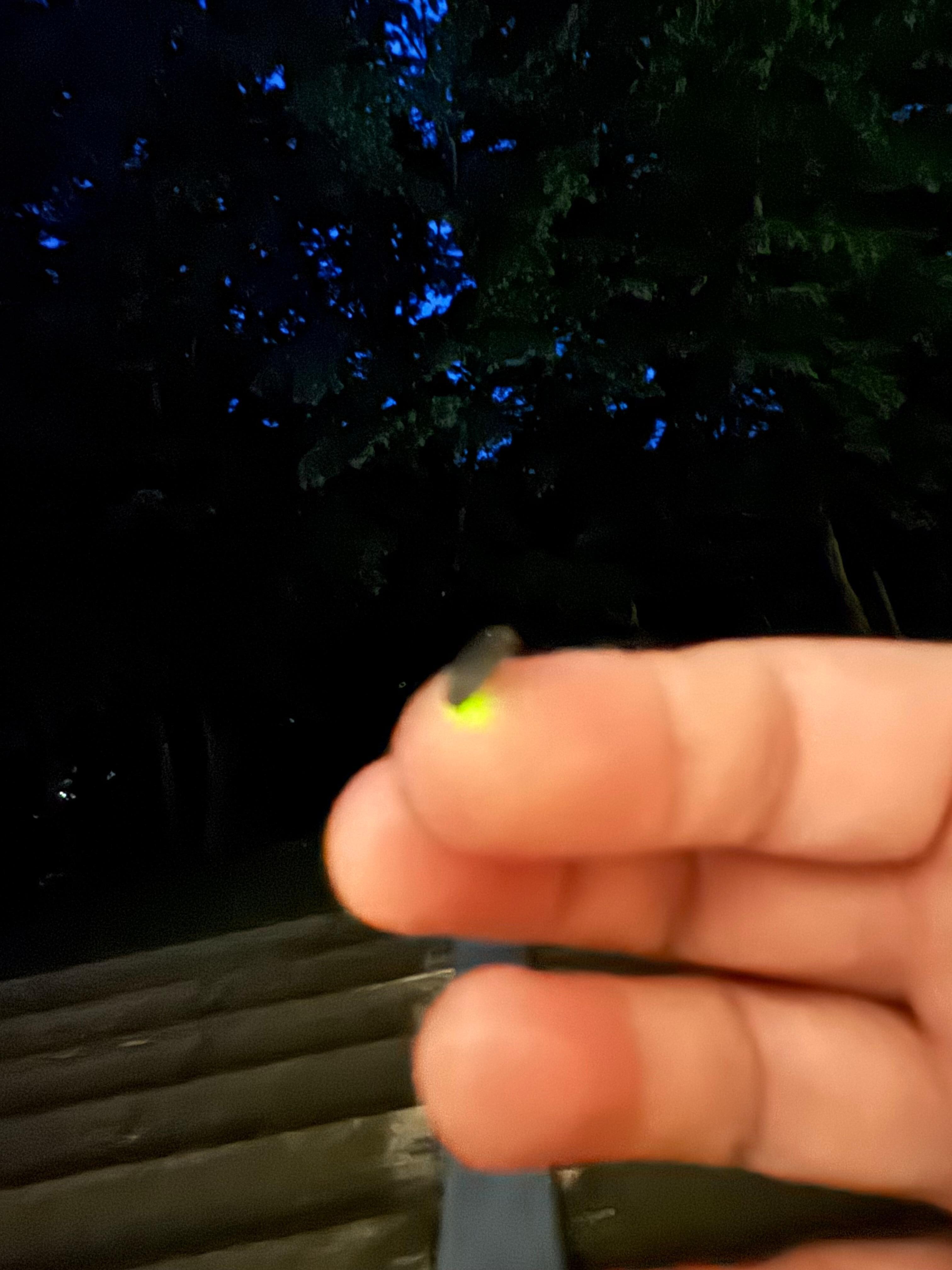 GlĂŒhwĂŒrmchen aus dem Spinnennetz gerettet :)
