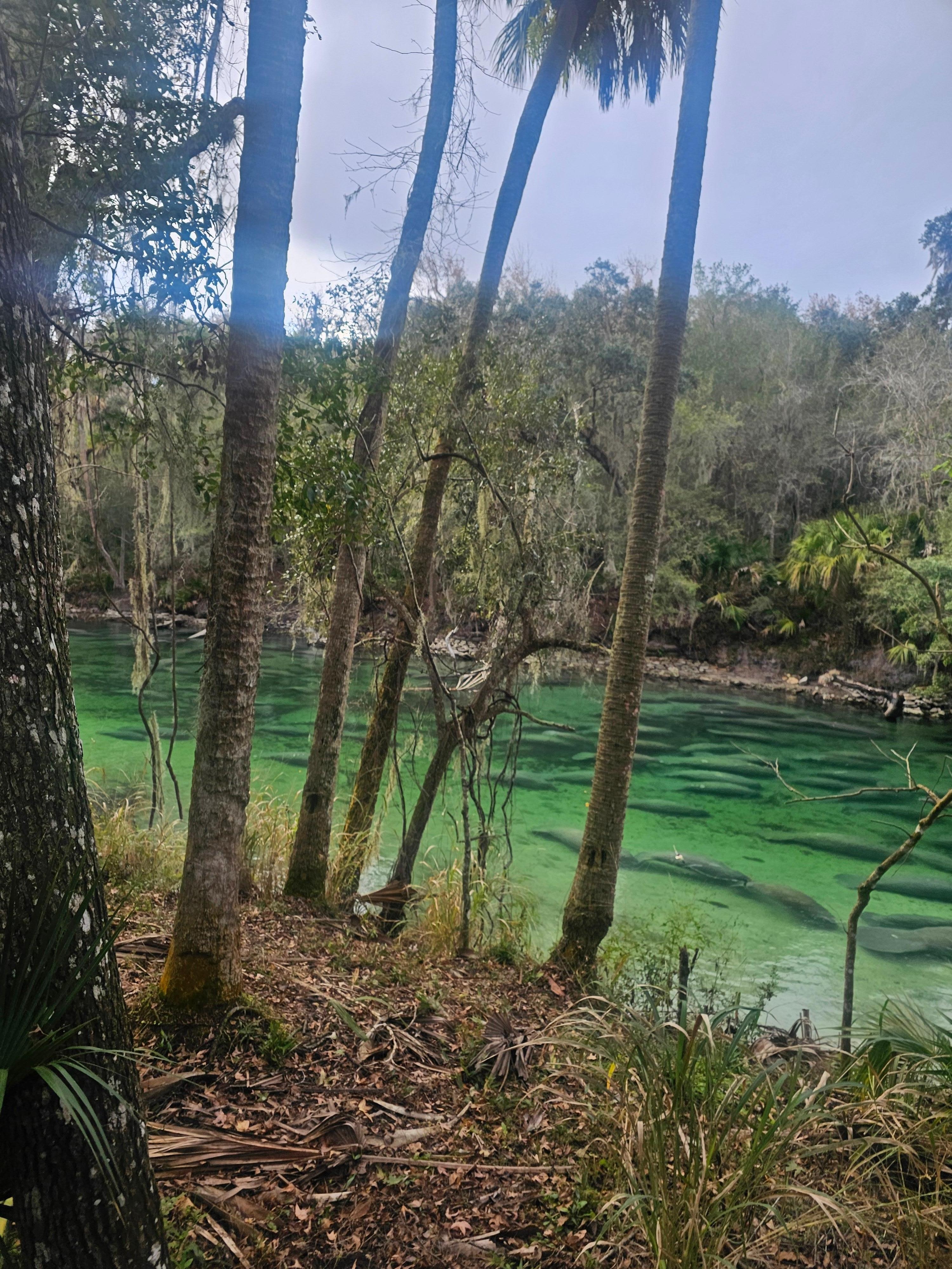 Blue Springs, a.must see especially when the manatees are there to seek refuge from the cold waters. The spring is a constant like 74 ish degrees. There were close to 500 when we were there. Incredible. 12 to 15 min from hotel! 
