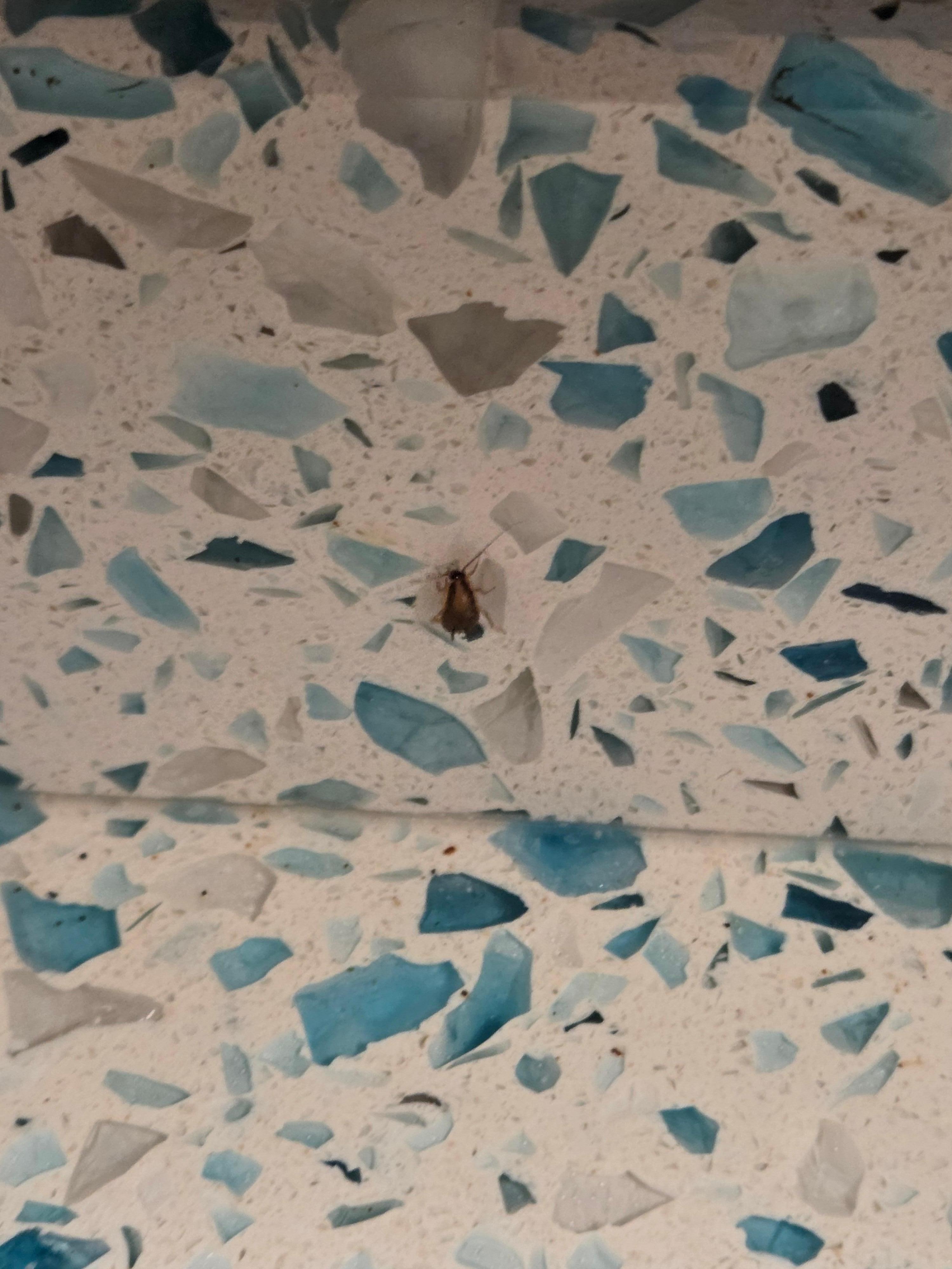 Cockroach in our room