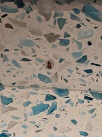 Cockroach in our room