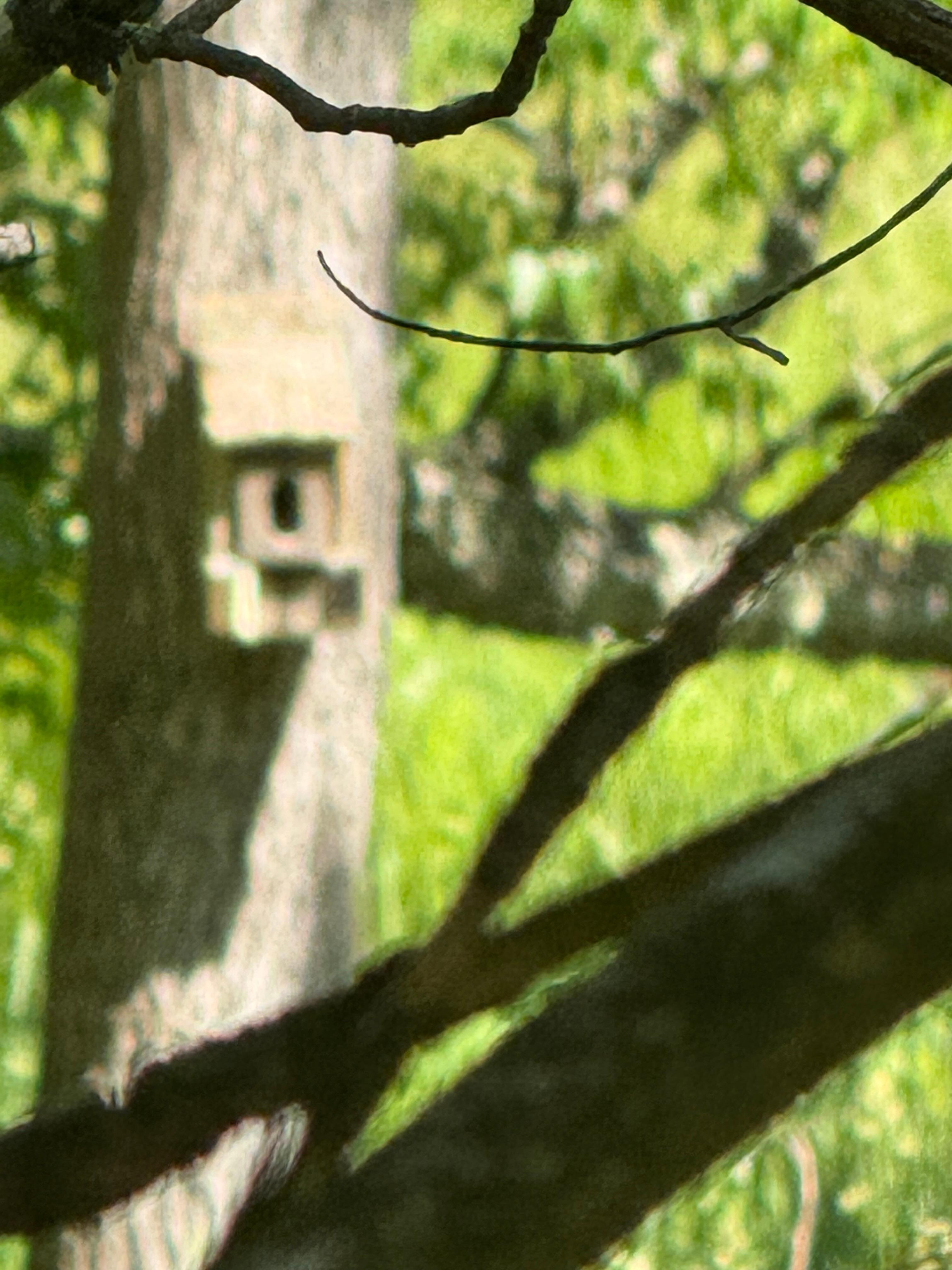 Camera in woods point to back of cabin where hot tub is