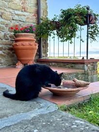 A cat lover paradise