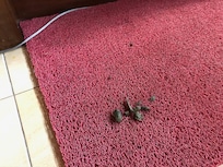 Hundeavføring på teppene i hotellets lobby og trapp mot kjøkken.