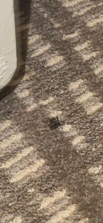 Fake eyelashes đ€ź