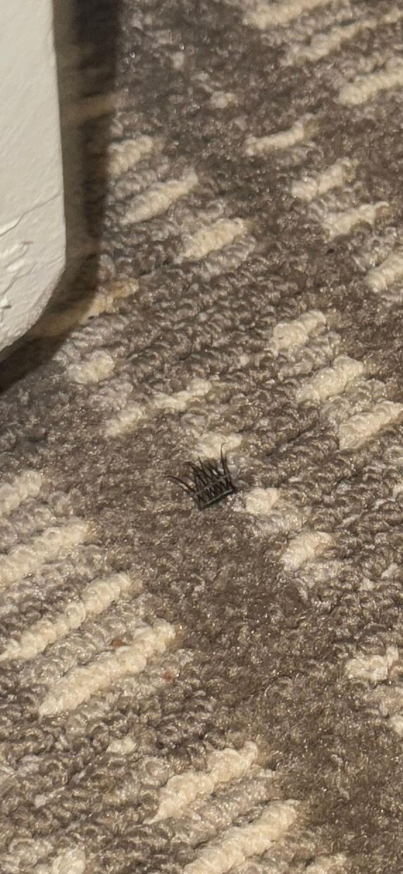 Fake eyelashes 🤮