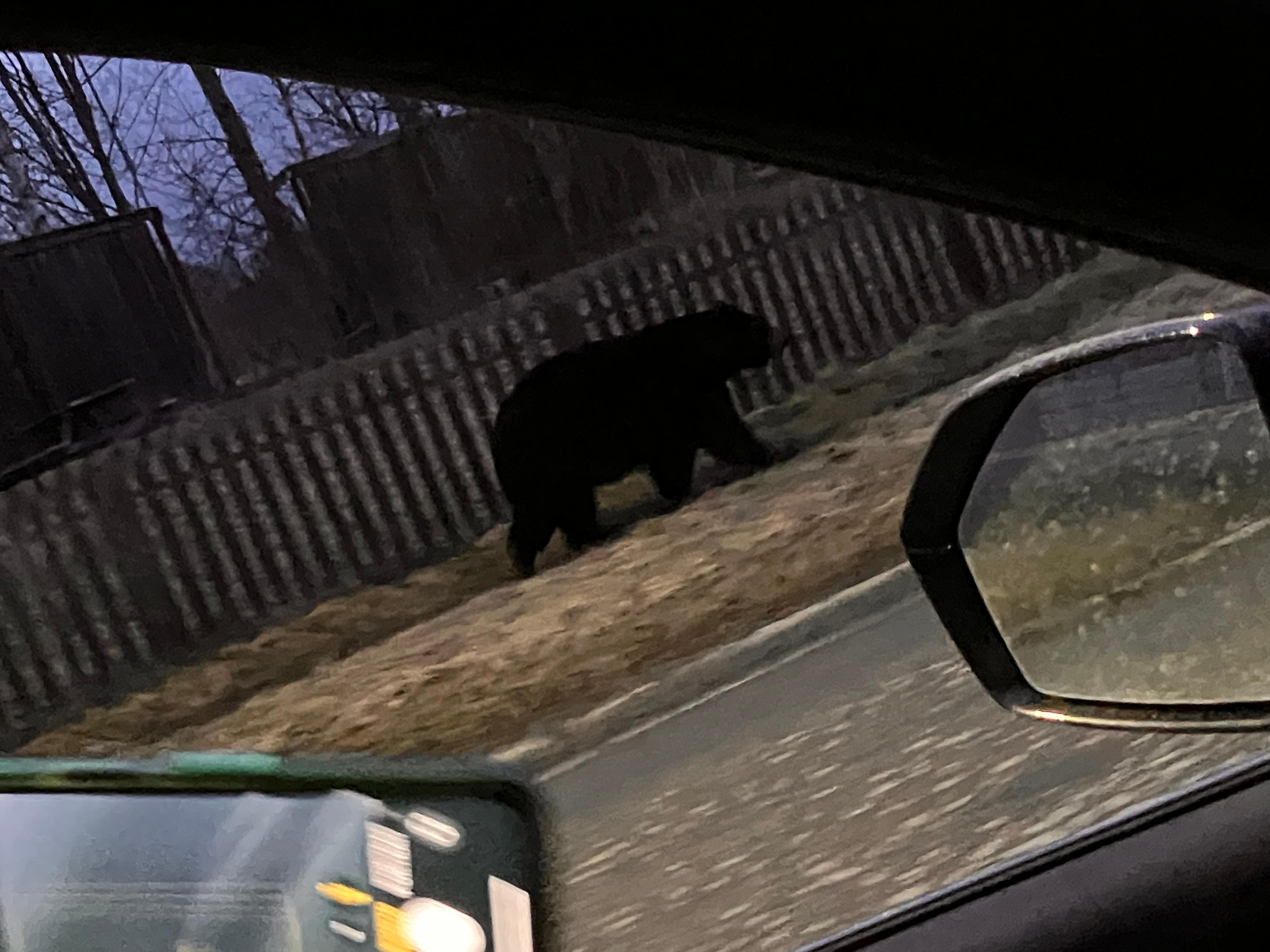 Black bear (actually in Anchorage) the night before half the sister flew home. 