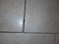 Cockroach #2