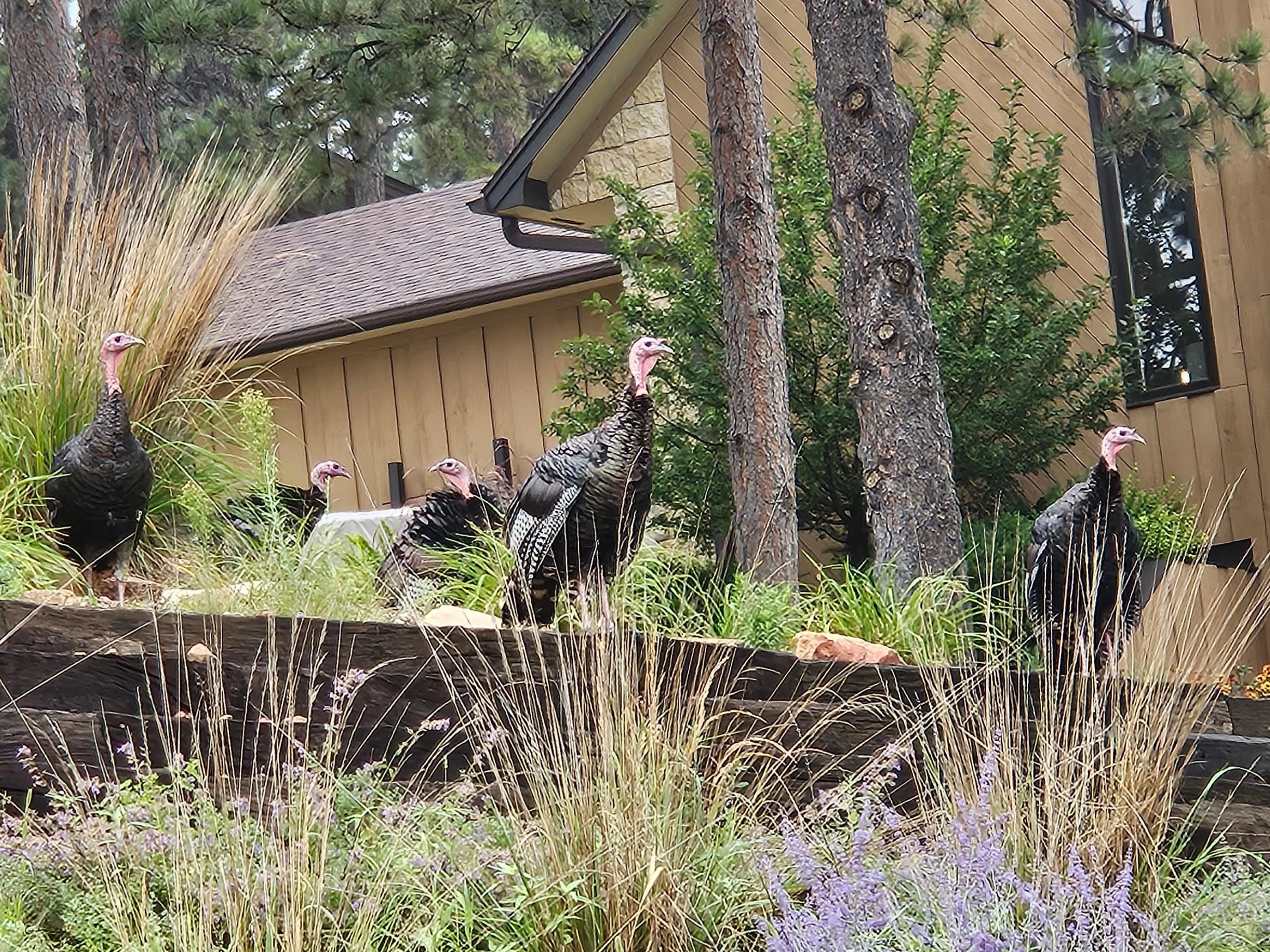 More turkeys and beautiful flowers in the neighborhood 