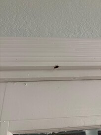 Above the back door