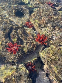Sea Anemone in tide pools