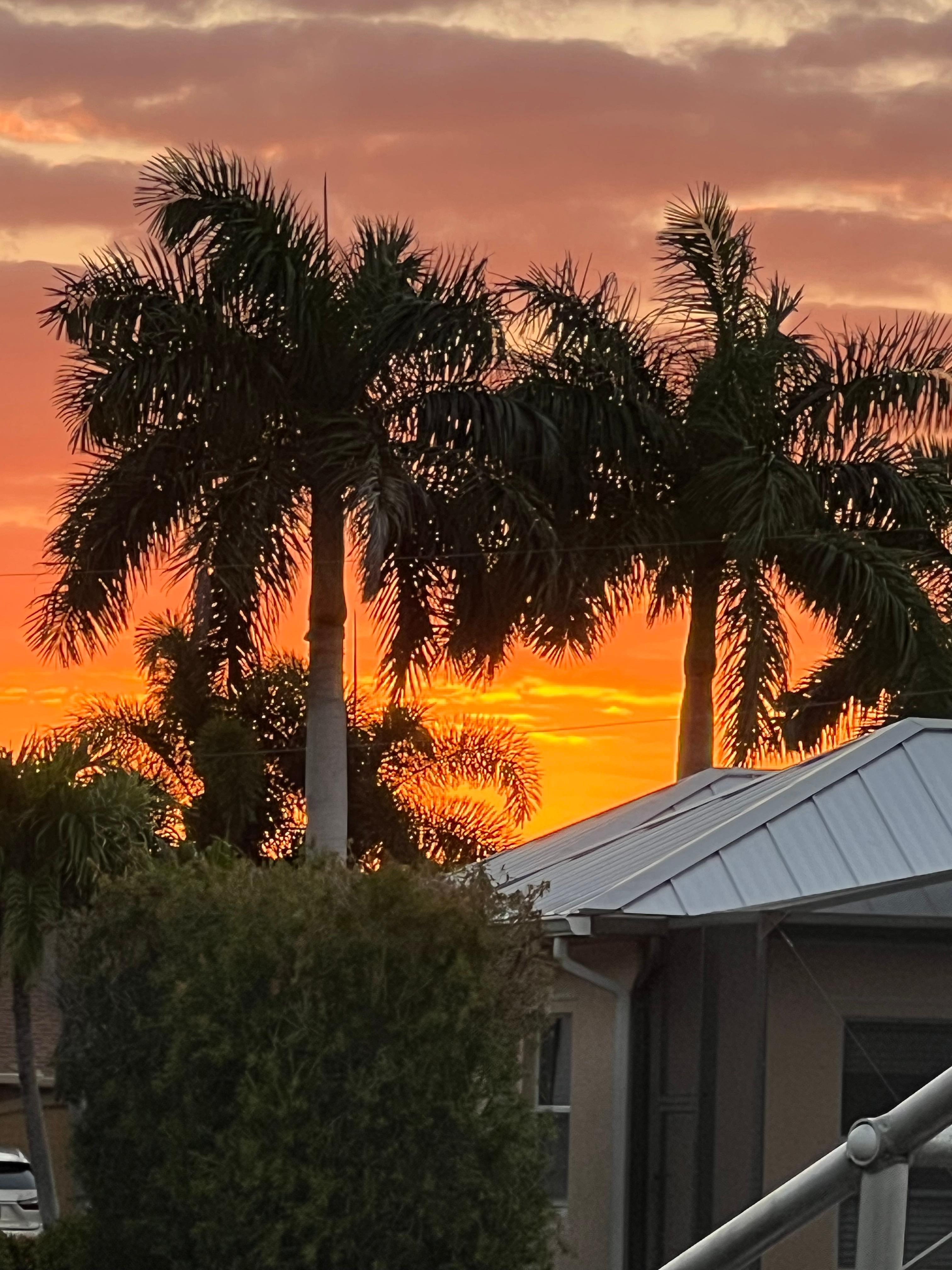 View from the backyard