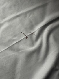 Can’t see the bed bugs on this picture but blood streaks from them