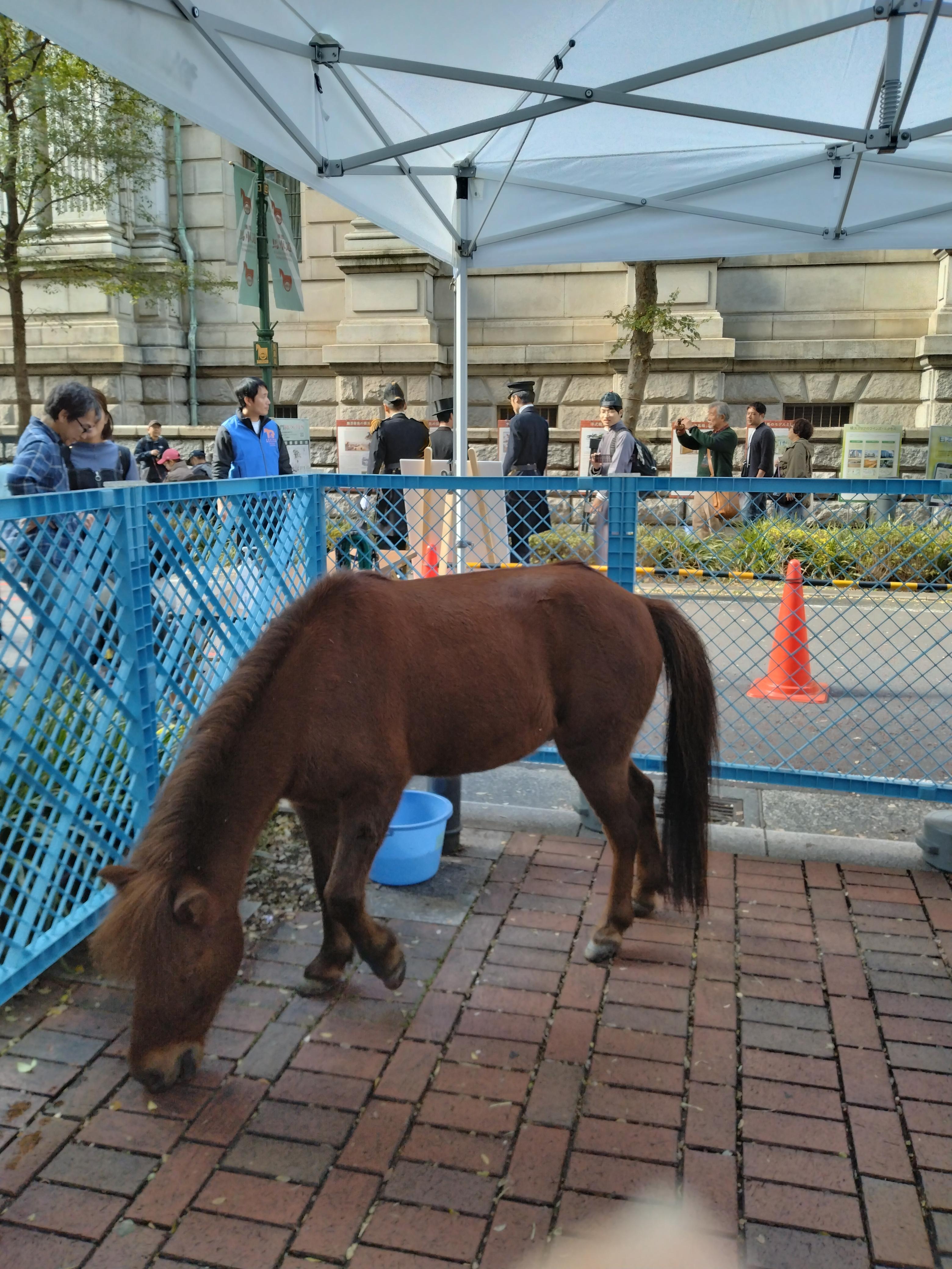 お祭りでした。ロビーにてゆっくり拝見させてもらいました｡