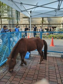 お祭りでした。ロビーにてゆっくり拝見させてもらいました。