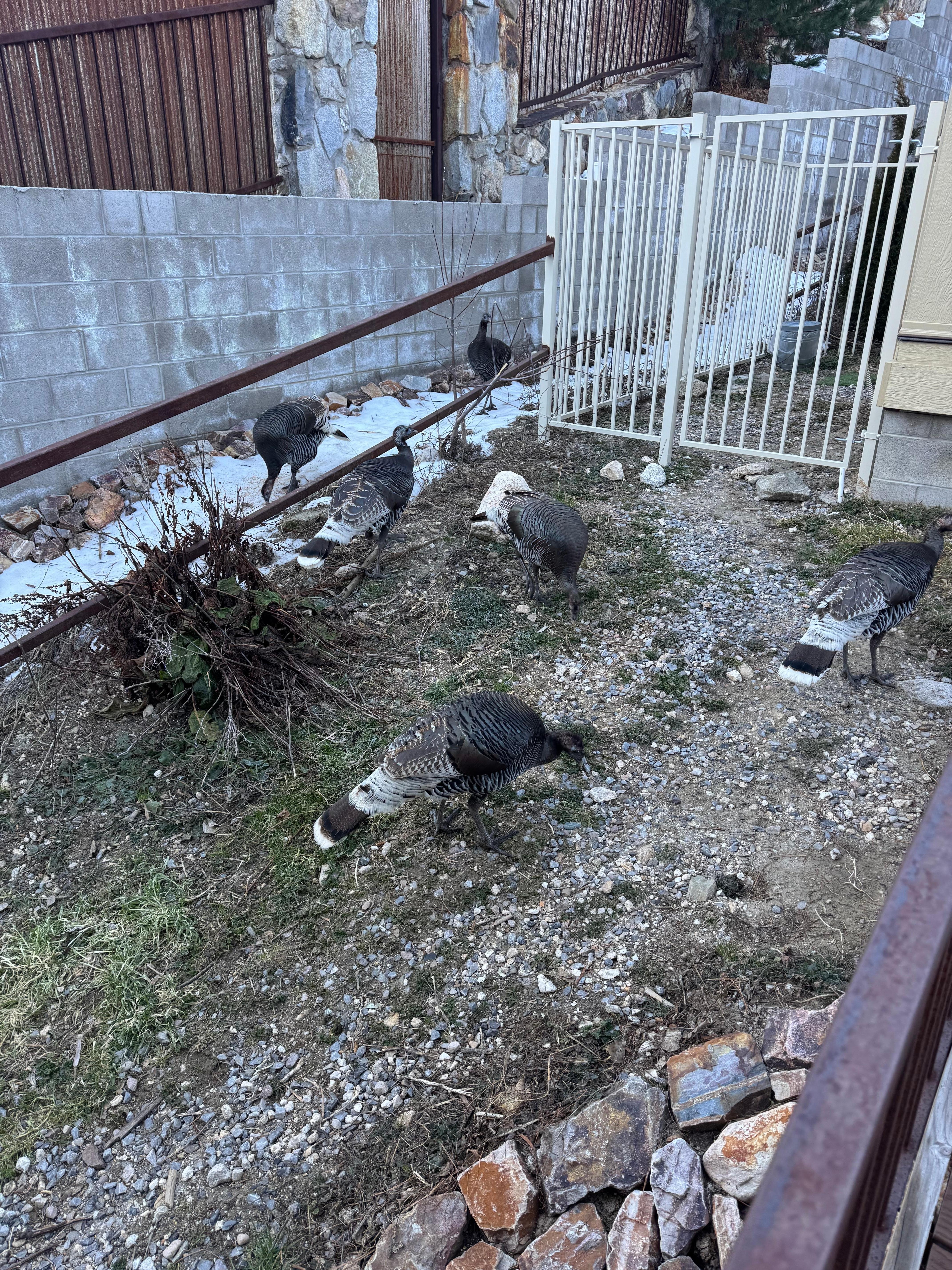 Wild turkeys outside cabin.
