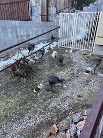 Wild turkeys outside cabin.