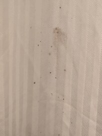 Mold on the shower curtain.