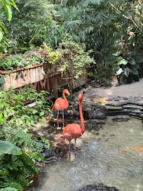 Butterfly Conservatory