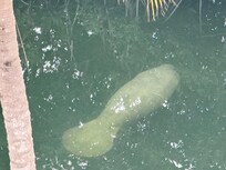 Single adult manatee out from the deck