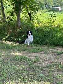 My pain dog, Powpow, was in heaven with all the room to roam.