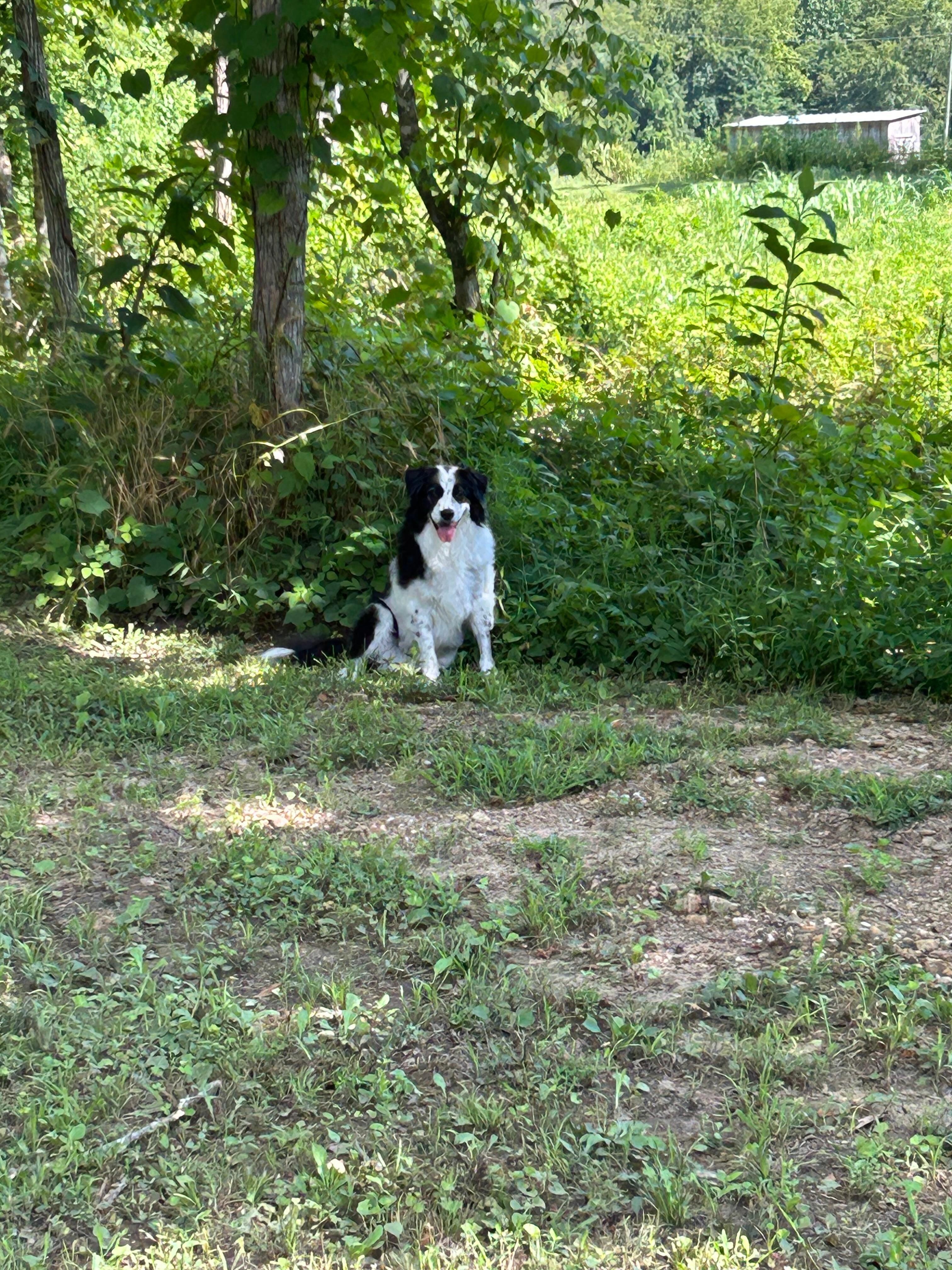 My pain dog, Powpow, was in heaven with all the room to roam. 