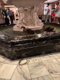 Love The Peabody ducks!