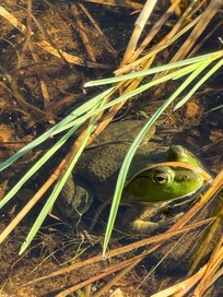 Wild frog in the river