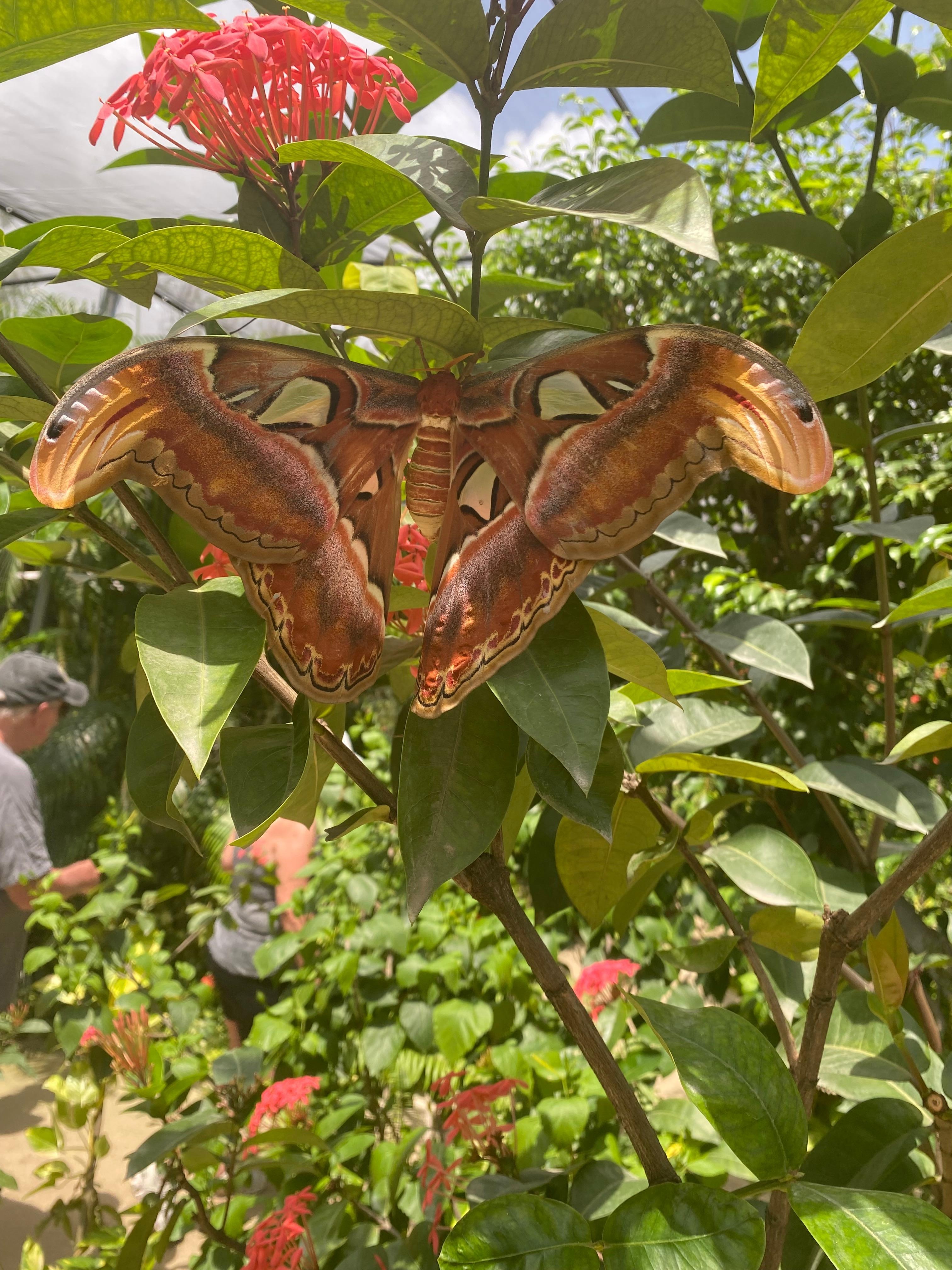 The Butterfly Farm
