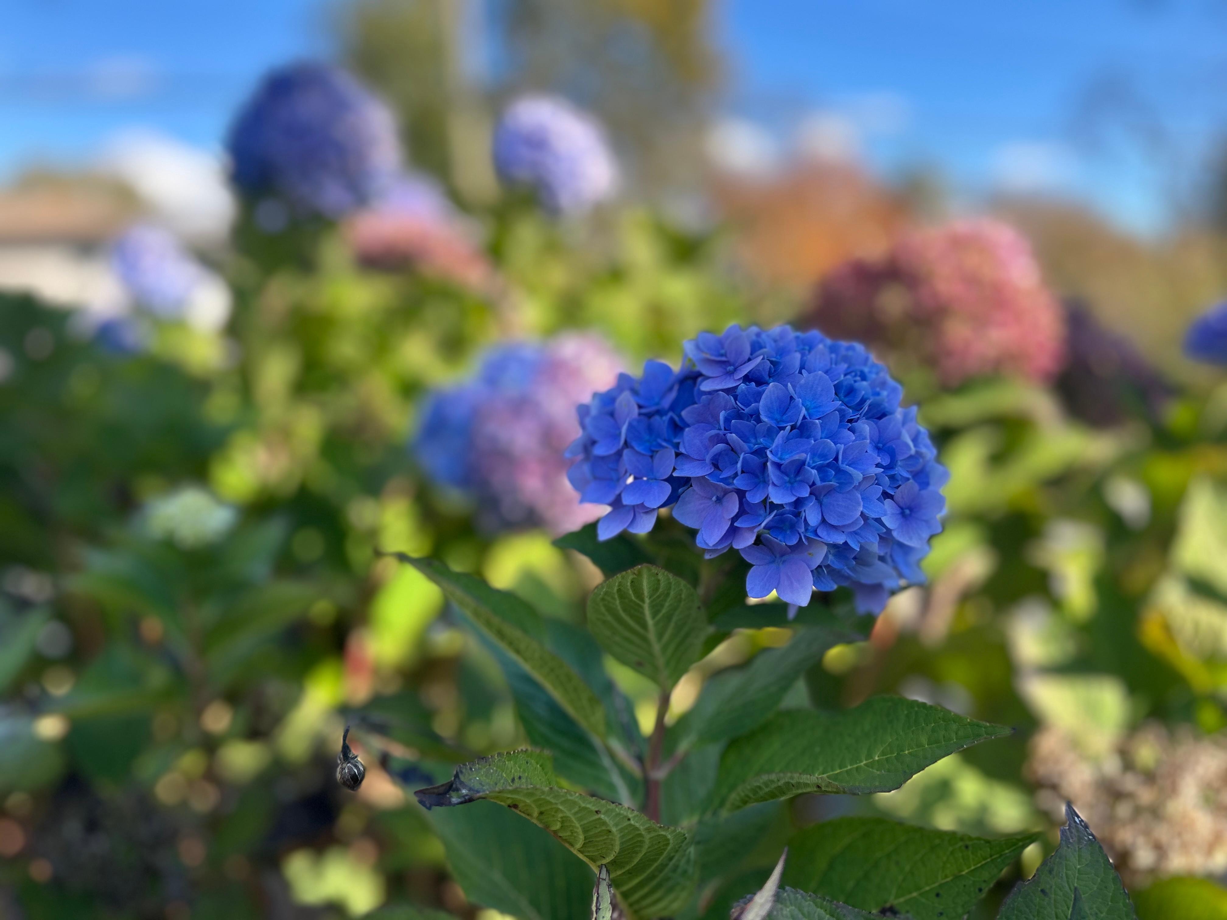 Pretty gardens in the front yard too!