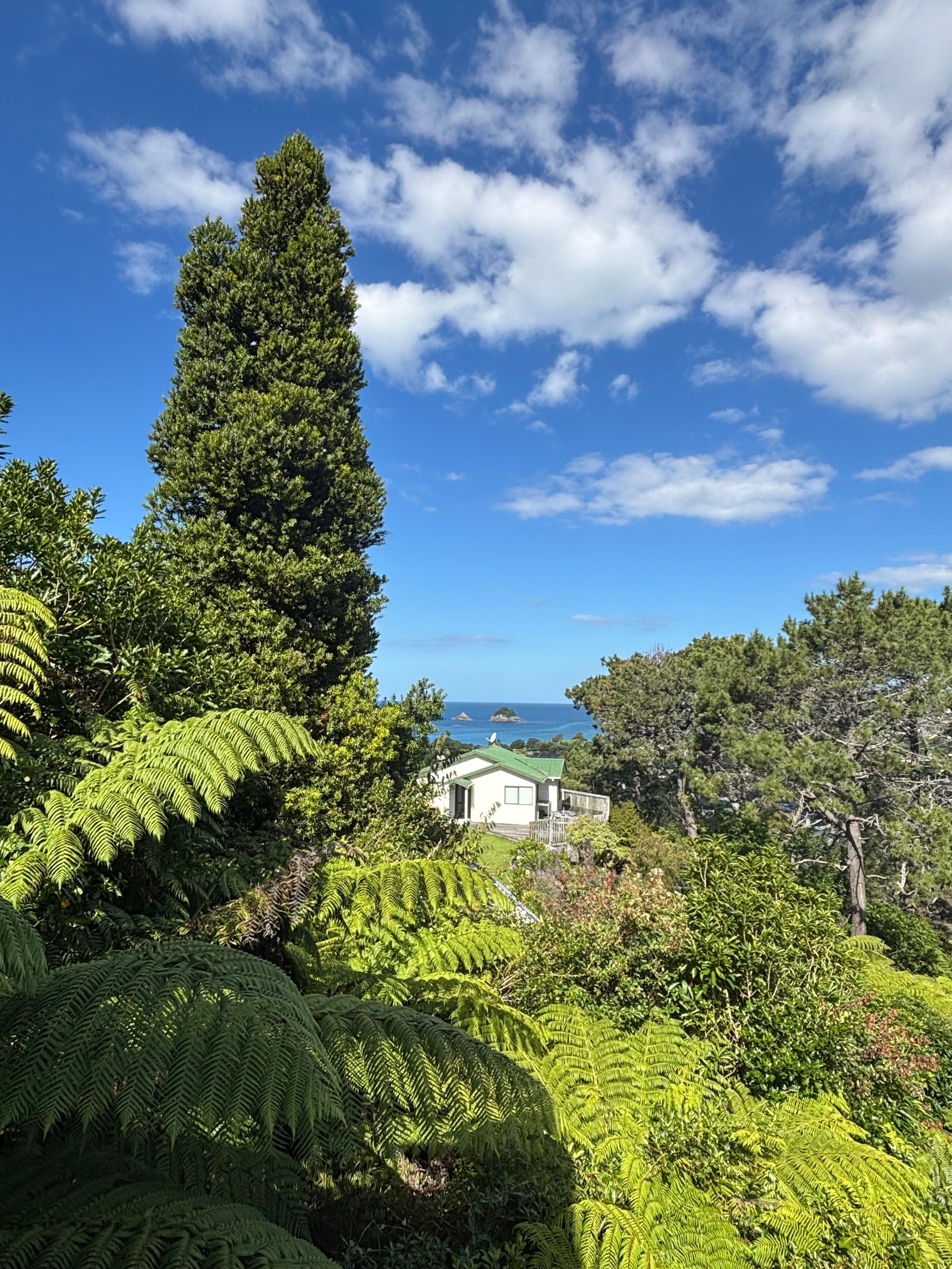 View from the Treehouse 