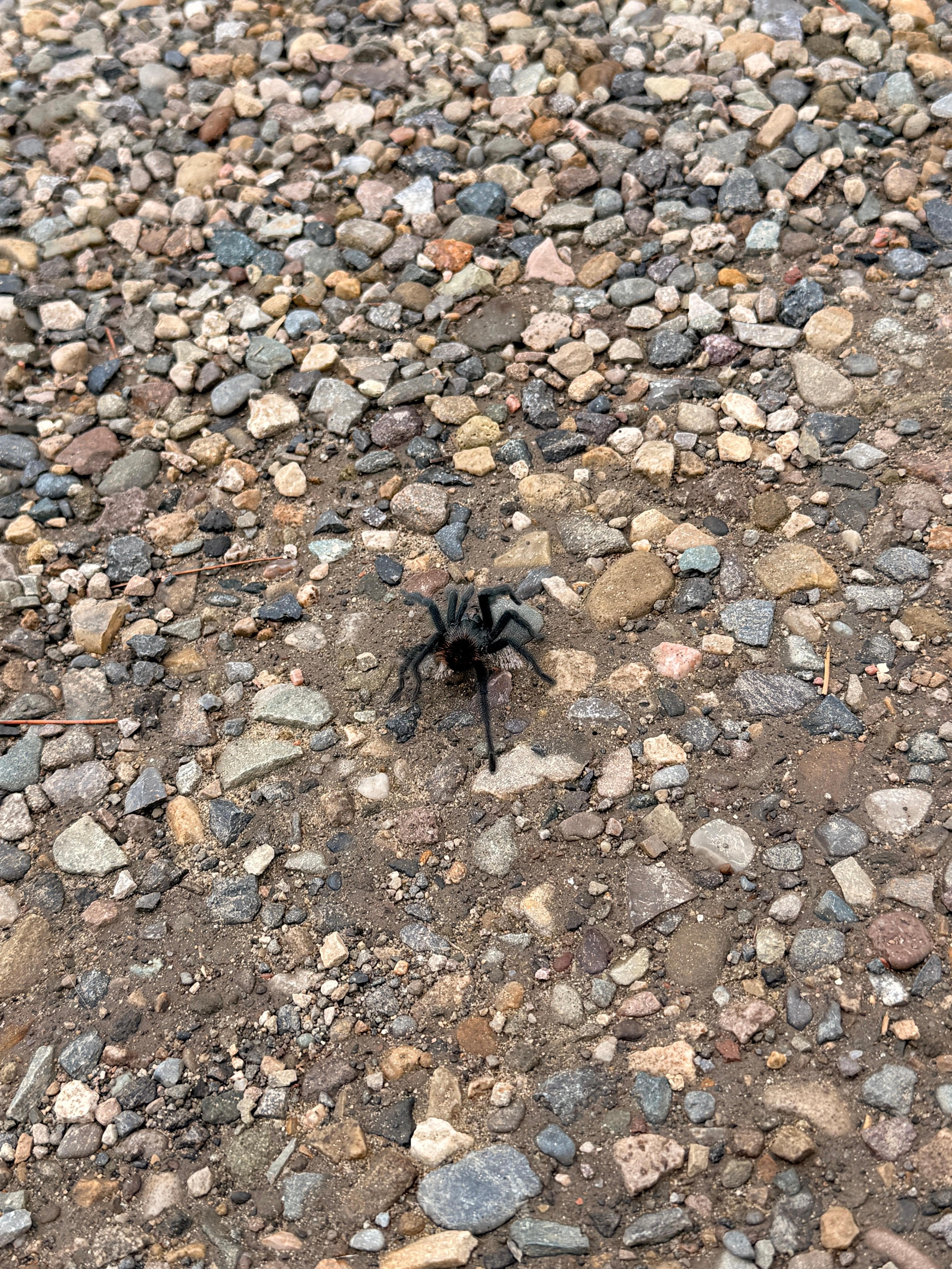 Tarantula on the move to find a mate
