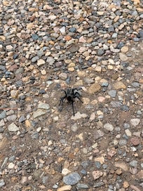 Tarantula on the move to find a mate