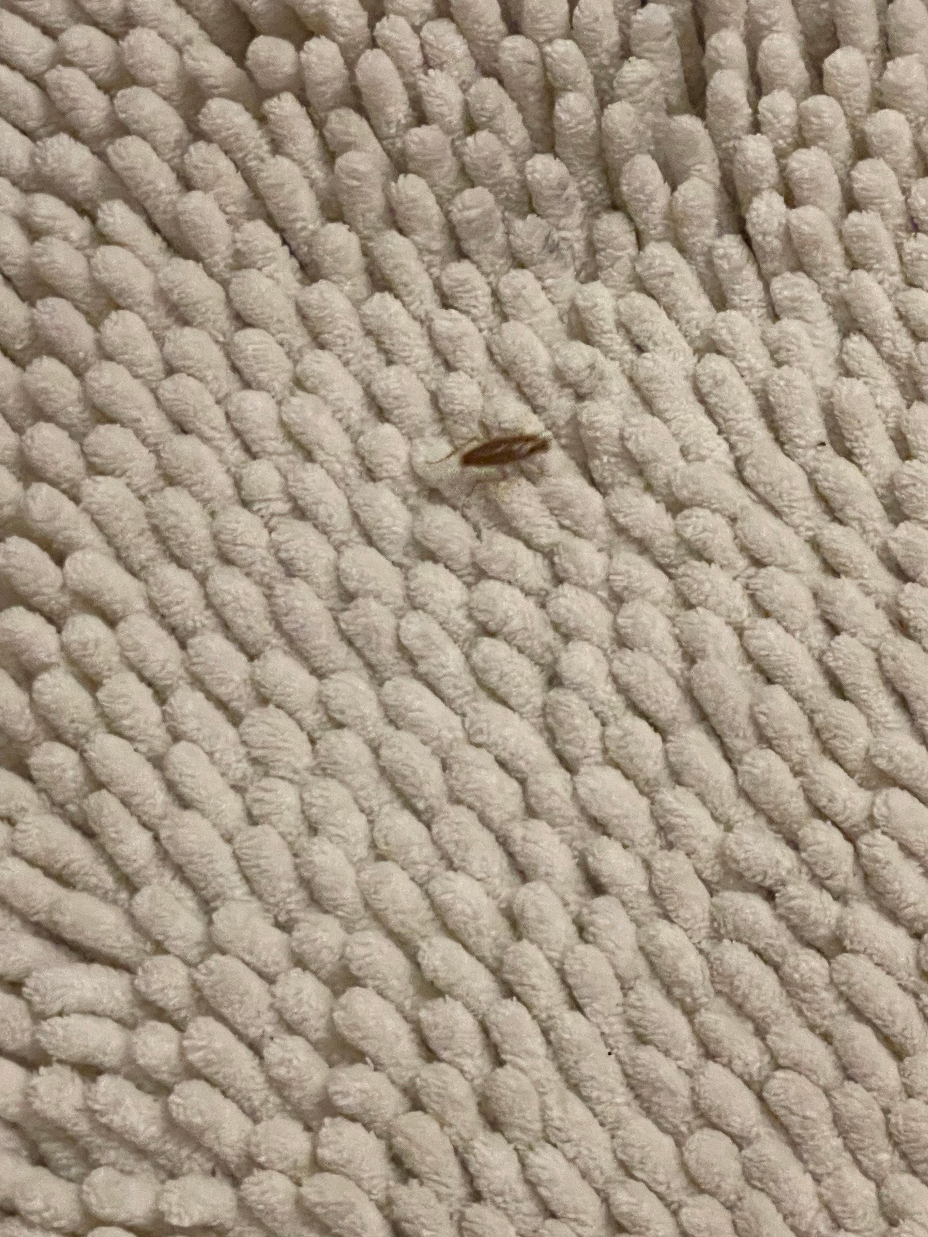 Baby cockroach 