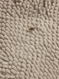 Baby cockroach