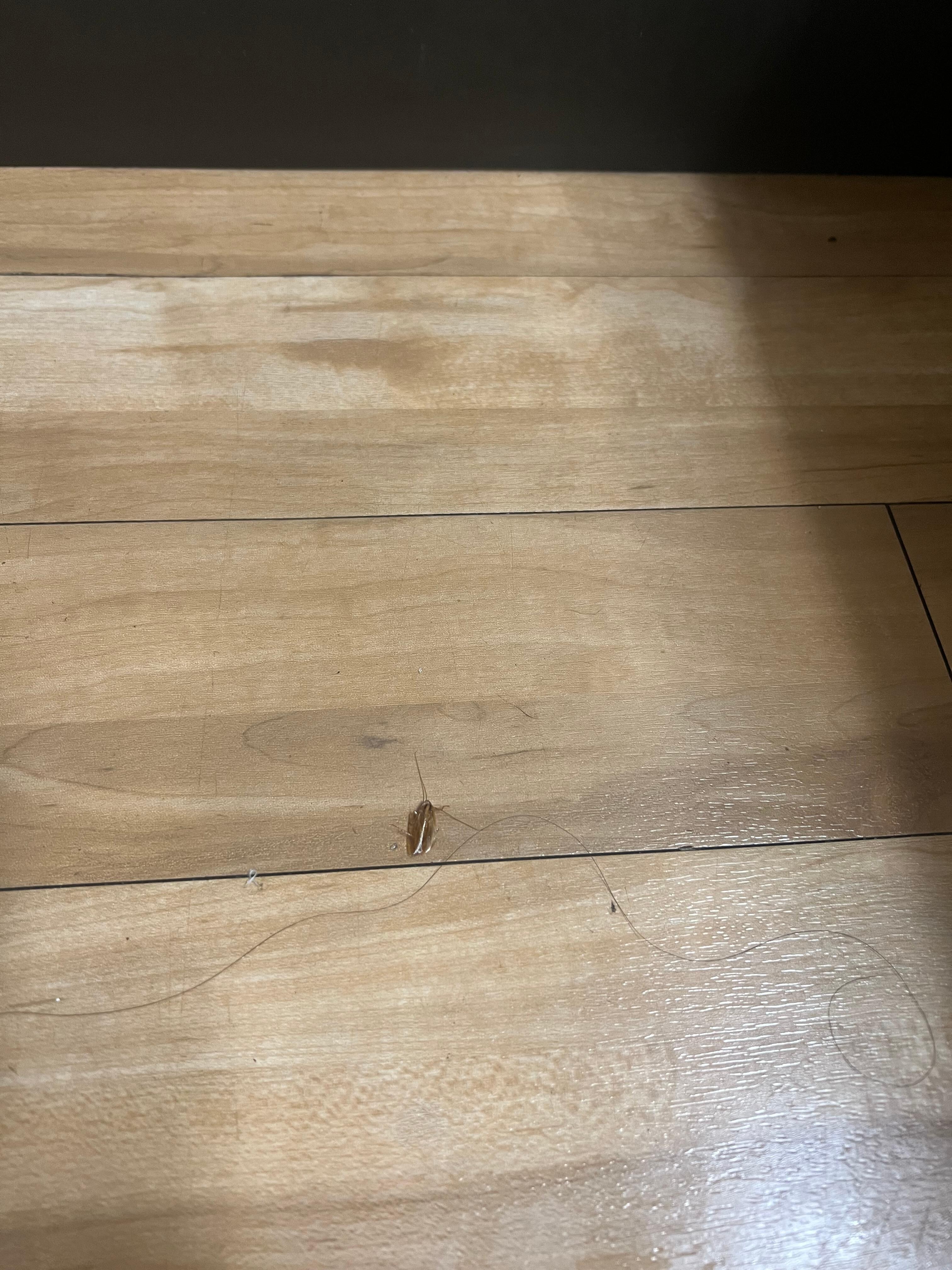 Next day, I saw more cockroaches on the floor and on the sink