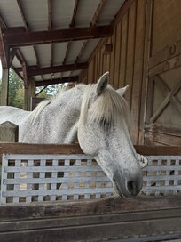 Beautiful horse but don’t touch!