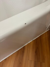 Bugs