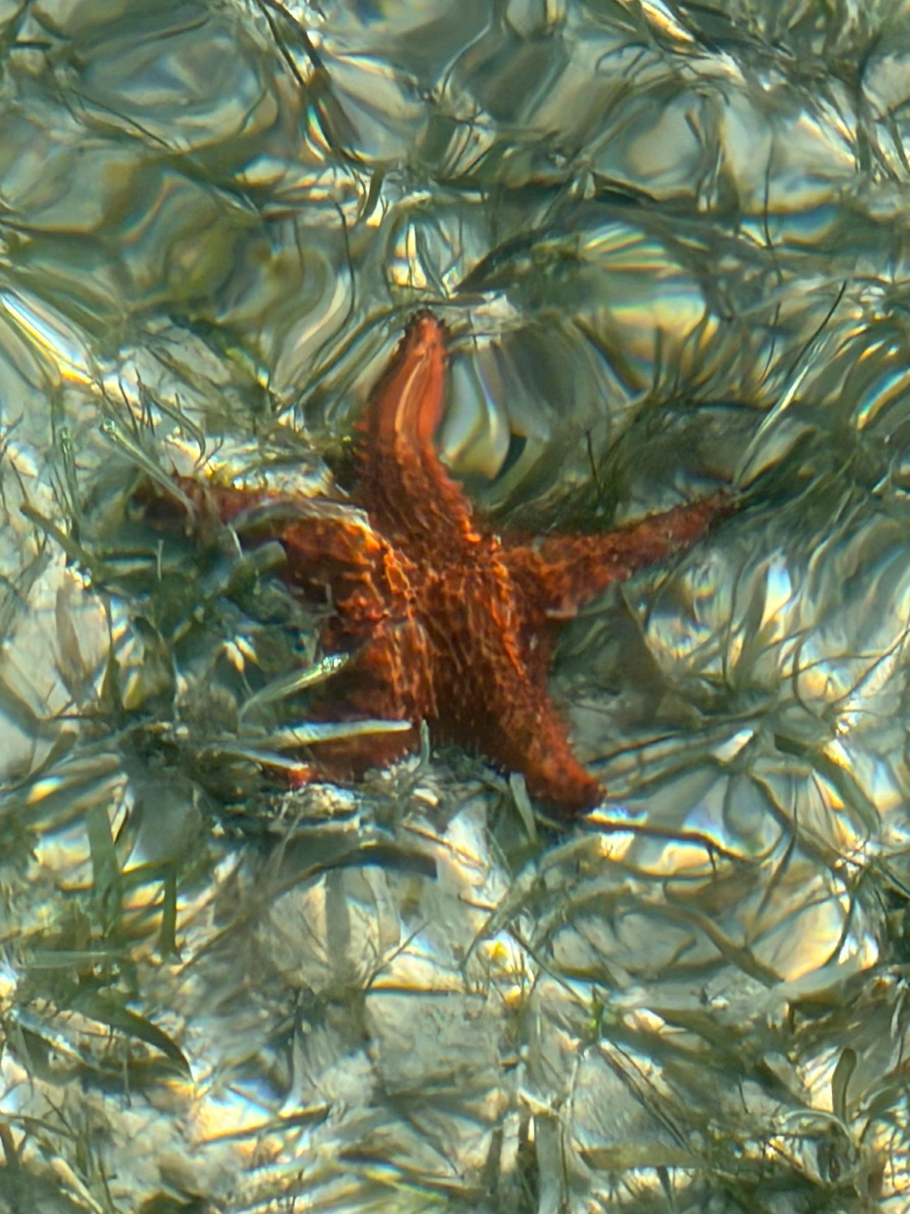 Starfish Point